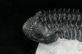 Top Quality Spiny Drotops Armatus Trilobite - #22122-4